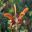 Salvia africana-lutea syn S.aurea