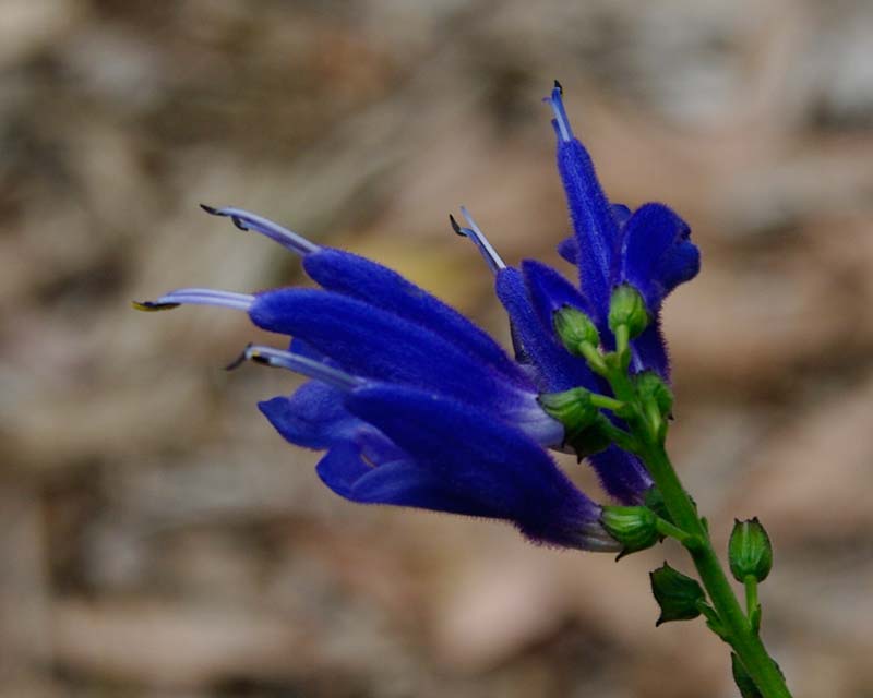The deep blue flowers of Salvia cacaliifolia