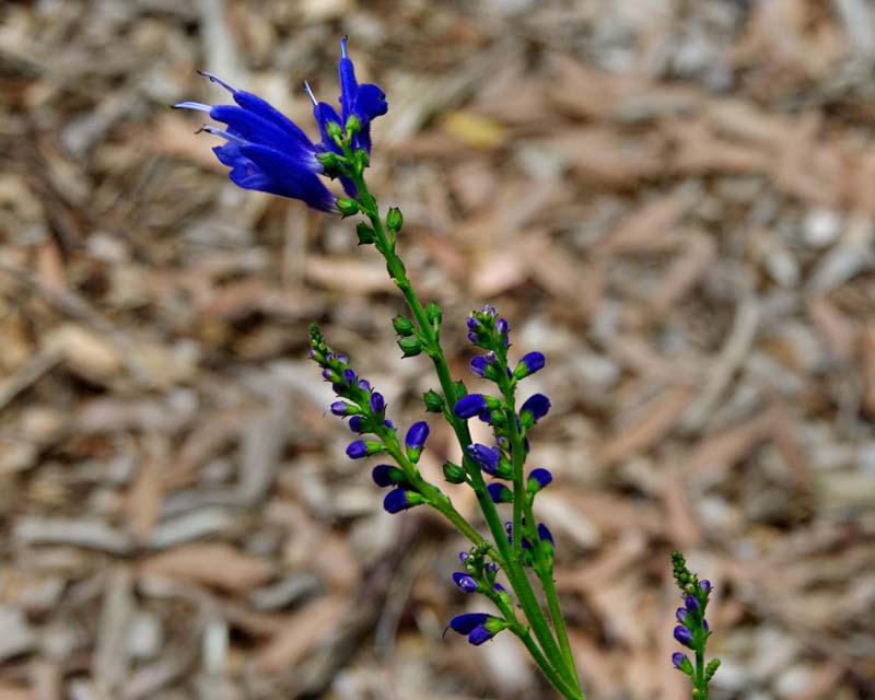 Deep blue-purple flowers of Salvia Cacaliifolia