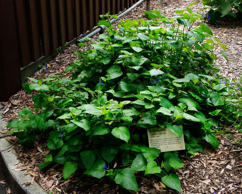 Salvia cacaliifolia - Sydney Botanic Gardens