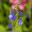 Blue Sage - Salvia cacaliifolia has deep blue flowers