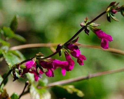 Salvia chiapensis commonly known as Lipstick or Chiapas Sage