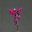 Salvia involucrata Joan had deep pink flowers