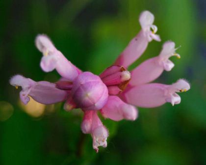 Salvia involucrata Pink Icicles