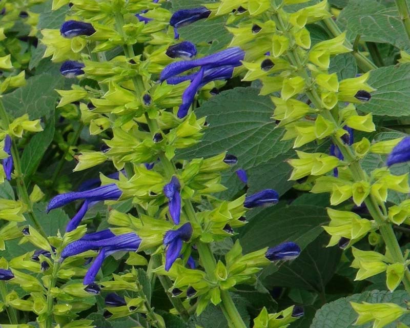 Salvia mexicana - this variety is called Limelight