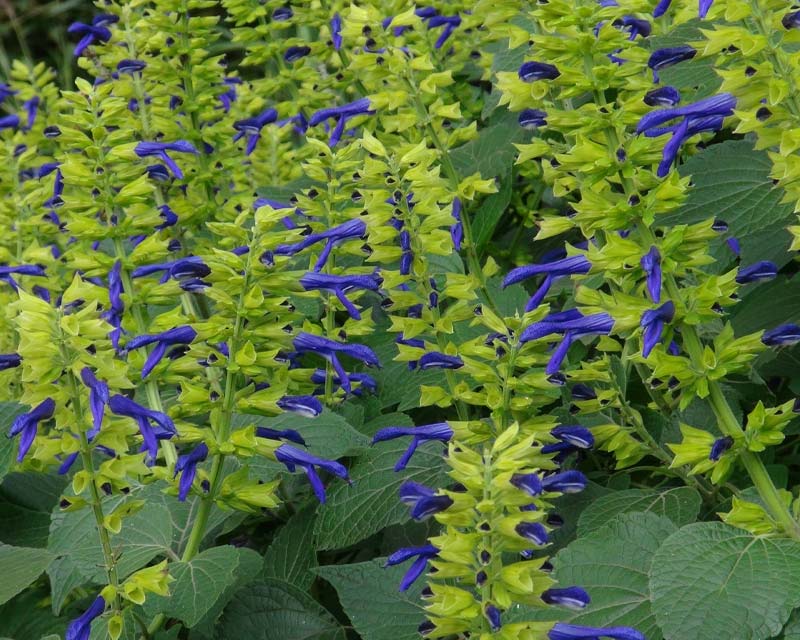 Salvia mexicana Limelight  - yellow green stalks and calcyes and deep purple flowers