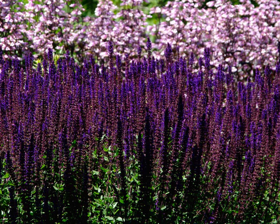 Salvia Nemorosa 'Caradonna' has tall spires of deep violet blue flowers and dark stems