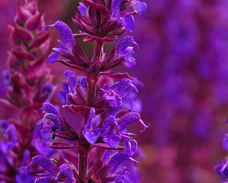 Salvia nemorosa 'Ostfreiland' deep purple flowers and maroon calyces