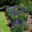 Salvia nemorosa - this is a deep blue variety