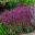 Salvia nemorosa 'Sensation Deep Rose'  Dark maroon stems and pink flowers