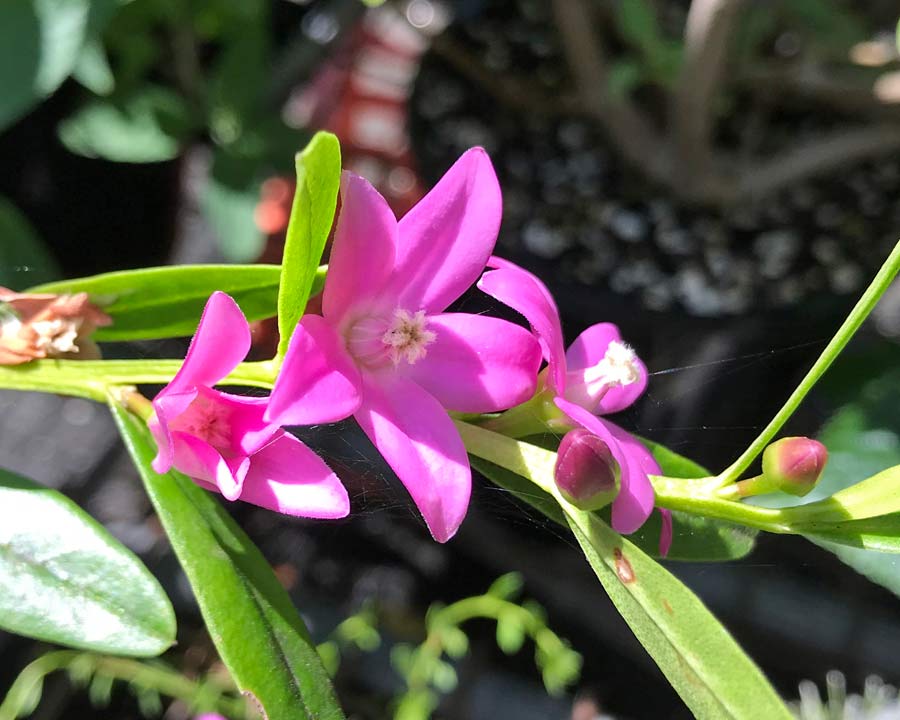 Crowea saligna - Pink star-like flowers of Willow leaved Crowea