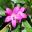 Crowea saligna - star-like pink flowers