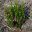 Crowea saligna, just planted