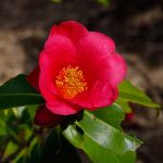 Camellia chekiangolosea 