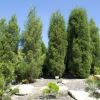 Bailey’s cypress pine, Callitris baileyii