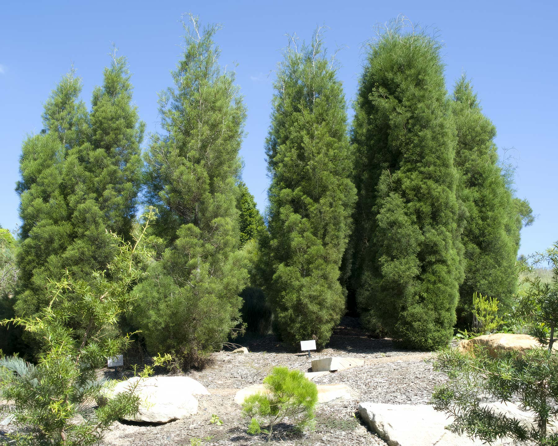 Bailey’s cypress pine, Callitris baileyii