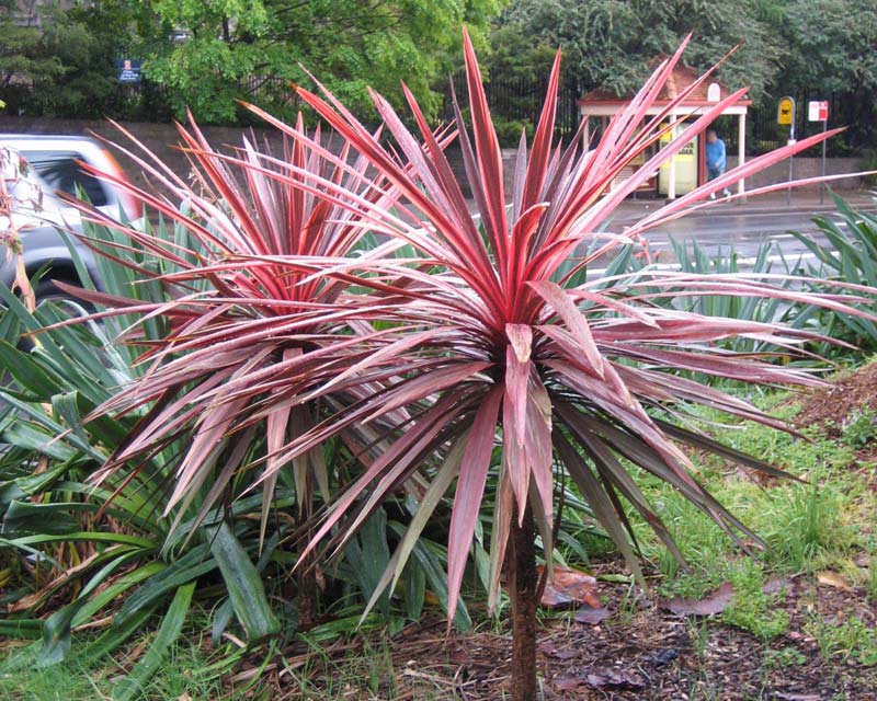 Cordyline Electric Pink