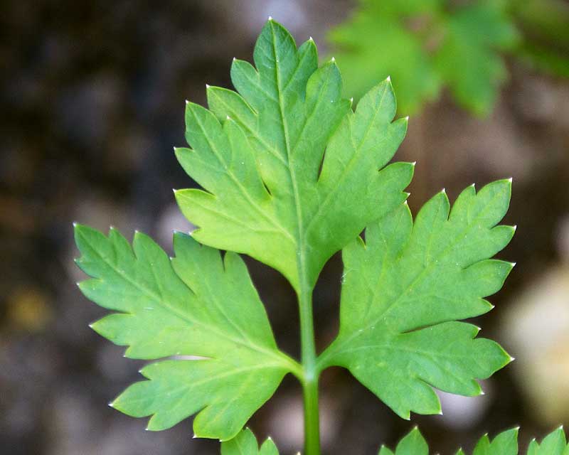 Petroselinum crispum Neopolitanum, Flat Leafed or Italian Parsely