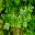 Italian flat leafed parsely, Petroselinum crispum neopolitanum