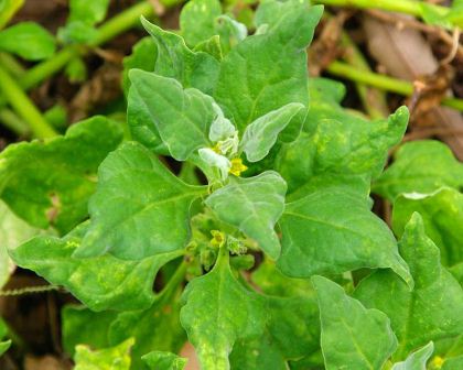Tetragonia tetragonoides, New Zealand spinach