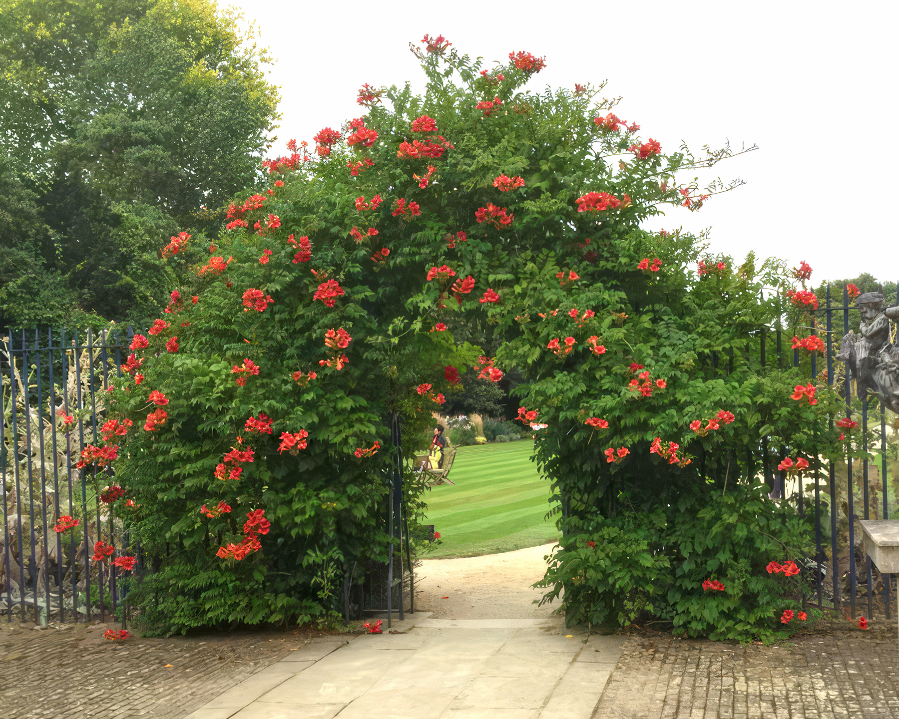 Campsis radicans archway at Oxford University, UK.
