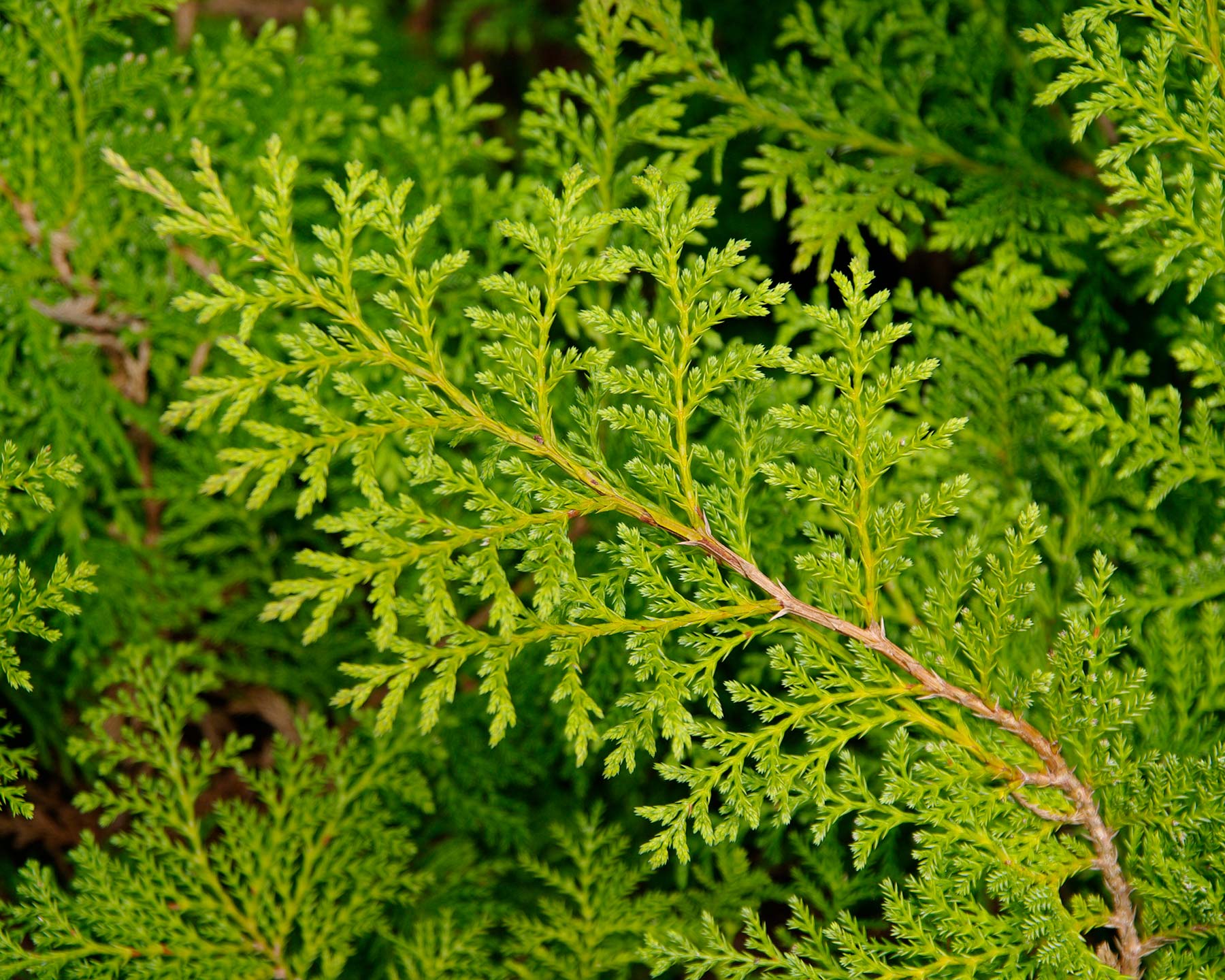 Chamaecyparis obtusa Nana foliage