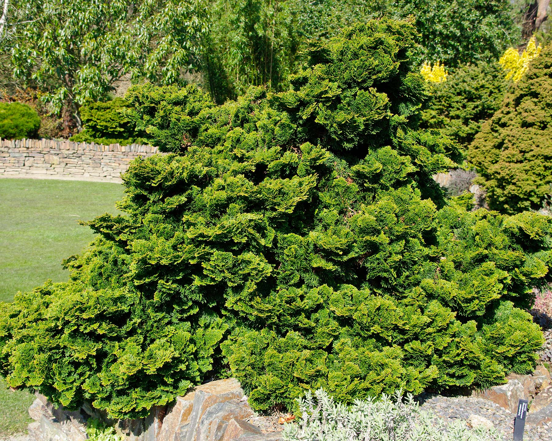 Chamaecyparis obtusa Nana or Dwarf Hinoki Cypress - as seen at RHS Rosemoor, Somerset, UK.