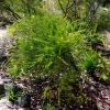 Acacia acinacea - Sept Australian National Botanic Gardens Canberra