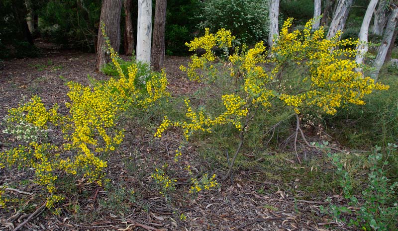 Acacia brachybotrya - Sept Australian National Botanic Gardens Canberra