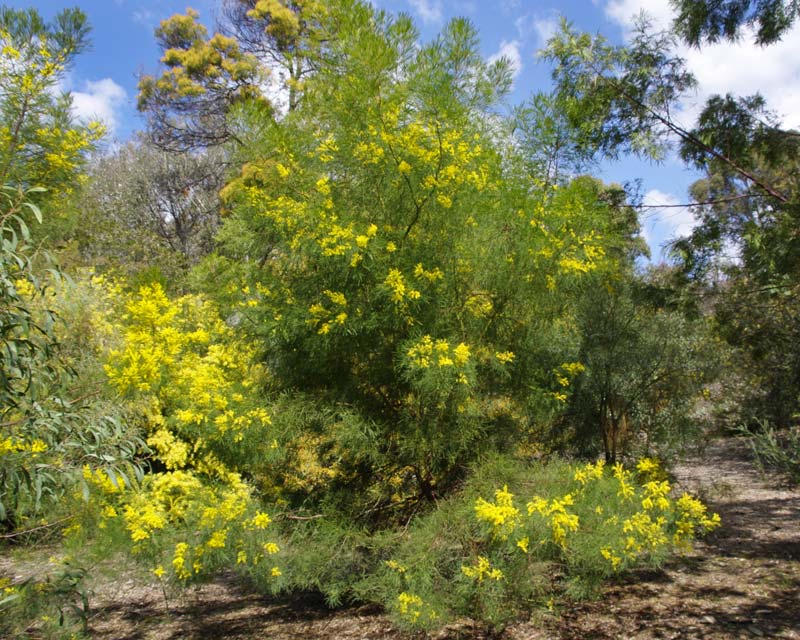 Acacia dangarensis - Sept Australian National Botanic Gardens Canberra