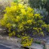 Acacia havilandiorum - Sept Australian National Botanic Gardens Canberra
