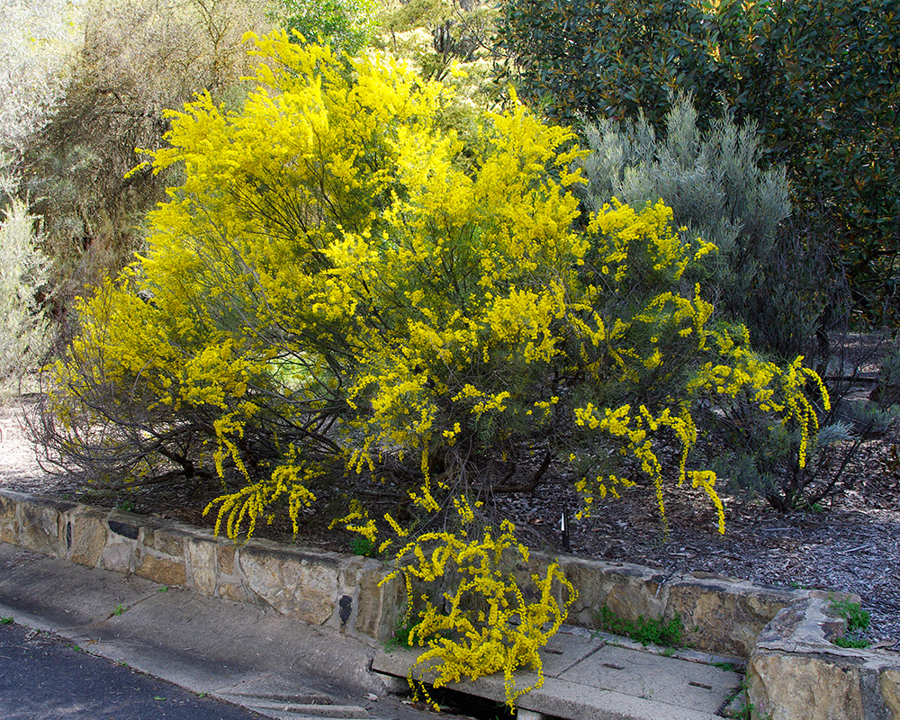 Acacia havilandiorum - Sept Australian National Botanic Gardens Canberra