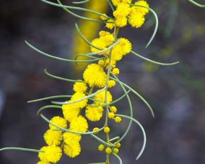Acacia havilandiorum - fluffy yellow round flowers