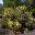 Acacia kettlewelliae pravissima  - Sept Australian National Botanic Gardens Canberra
