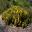 Acacia pravissima Kuranga Cascade - Sept Australian National Botanic Gardens Canberra