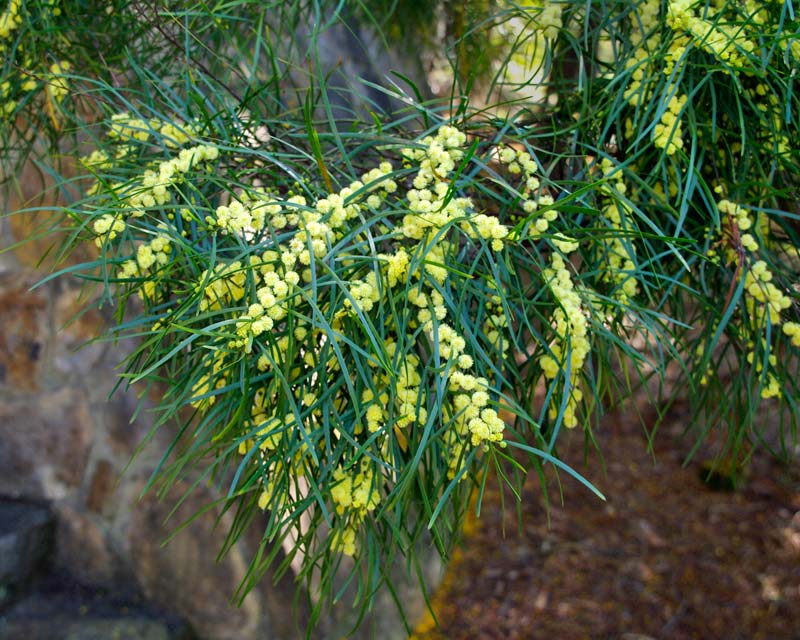 Acacia viscidula
