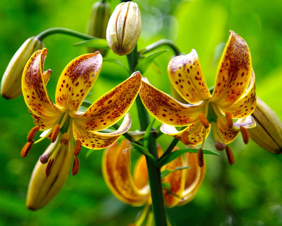 Lilium martagon 'Nicotine' - Orange flowers with red markings and recurved petals
