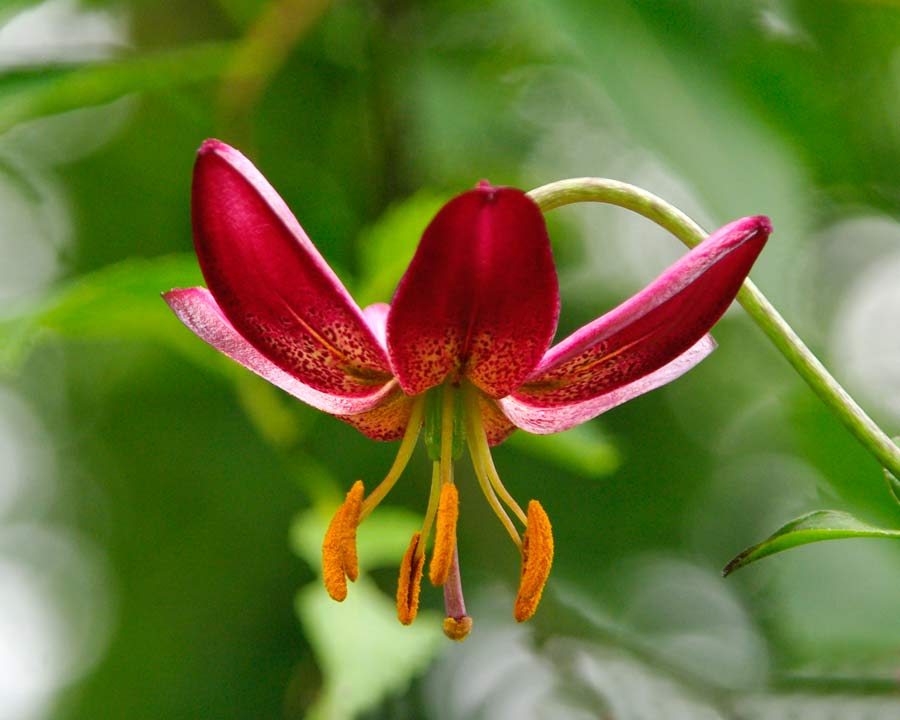 Lilium martagon 'Russian Red' - Deep Red flowers with recurved petals