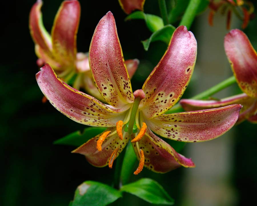 Lilium martagon 'Slate's Select' - Red and yellow flowers with recurved petals