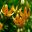 Lilium martagon 'Hansonii' -Orange flowers with recurved petals