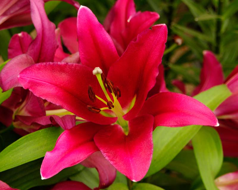 Plant: Lilium x Oriental Trumpet hybrids | GardensOnline