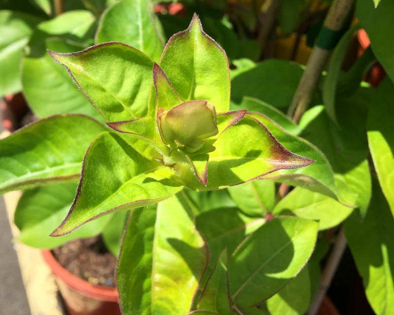 The new leaves of Allamanda Winter Velvet have a mauve margin which disappears as the leaves mature.