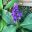 Dichorisandra thrysiflora - Blue Ginger