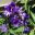 The purple blue flowers of Blue Ginger - Dichorisandra thrysiflora