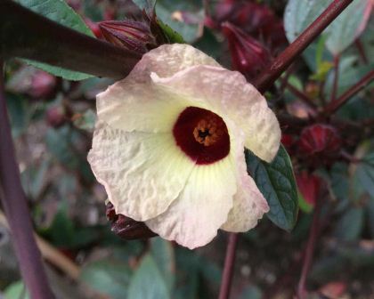 The delicate pale yellow flower with deep red centre of Hibiscus sabdariffa commonly known as Roselle or Rosella