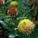 Banksia  heliantha 