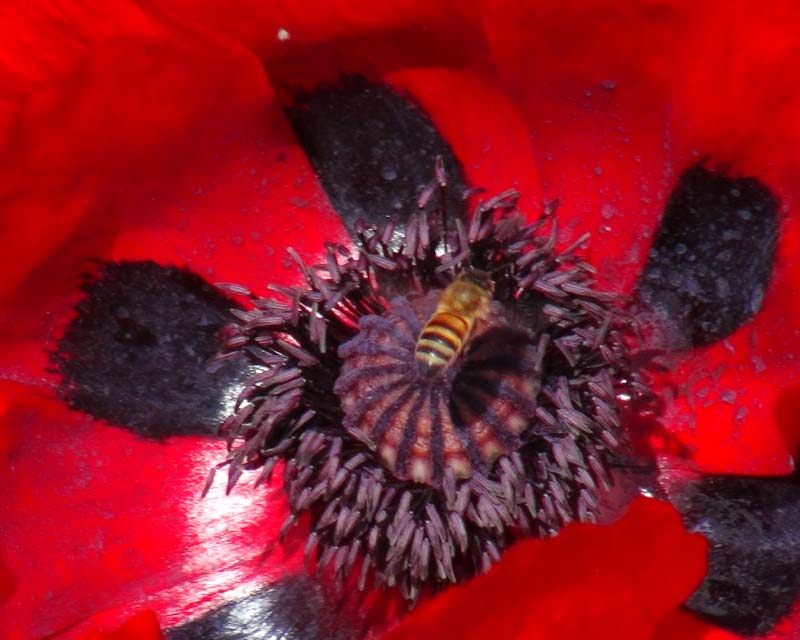 Papapver bracteatum, Iranian Poppy a favourite for bees