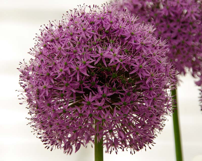 Ornamental Allium - Gladiator