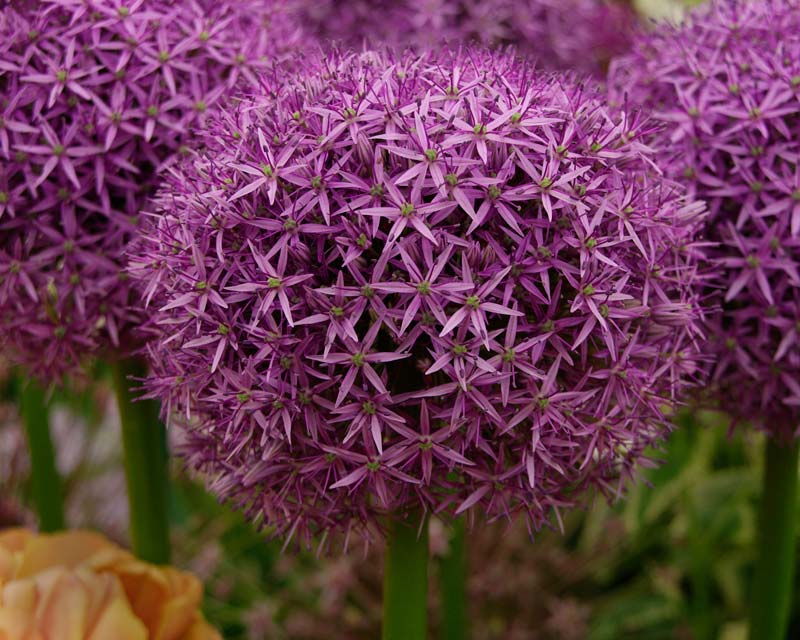 Ornamental Allium - Globemaster as seen at Chelsea Flower Show