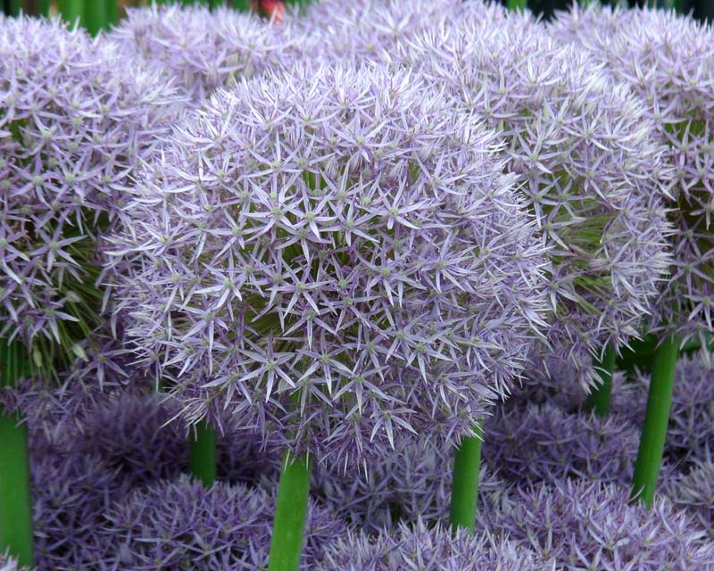 Ornamental Allium - Round and Purple